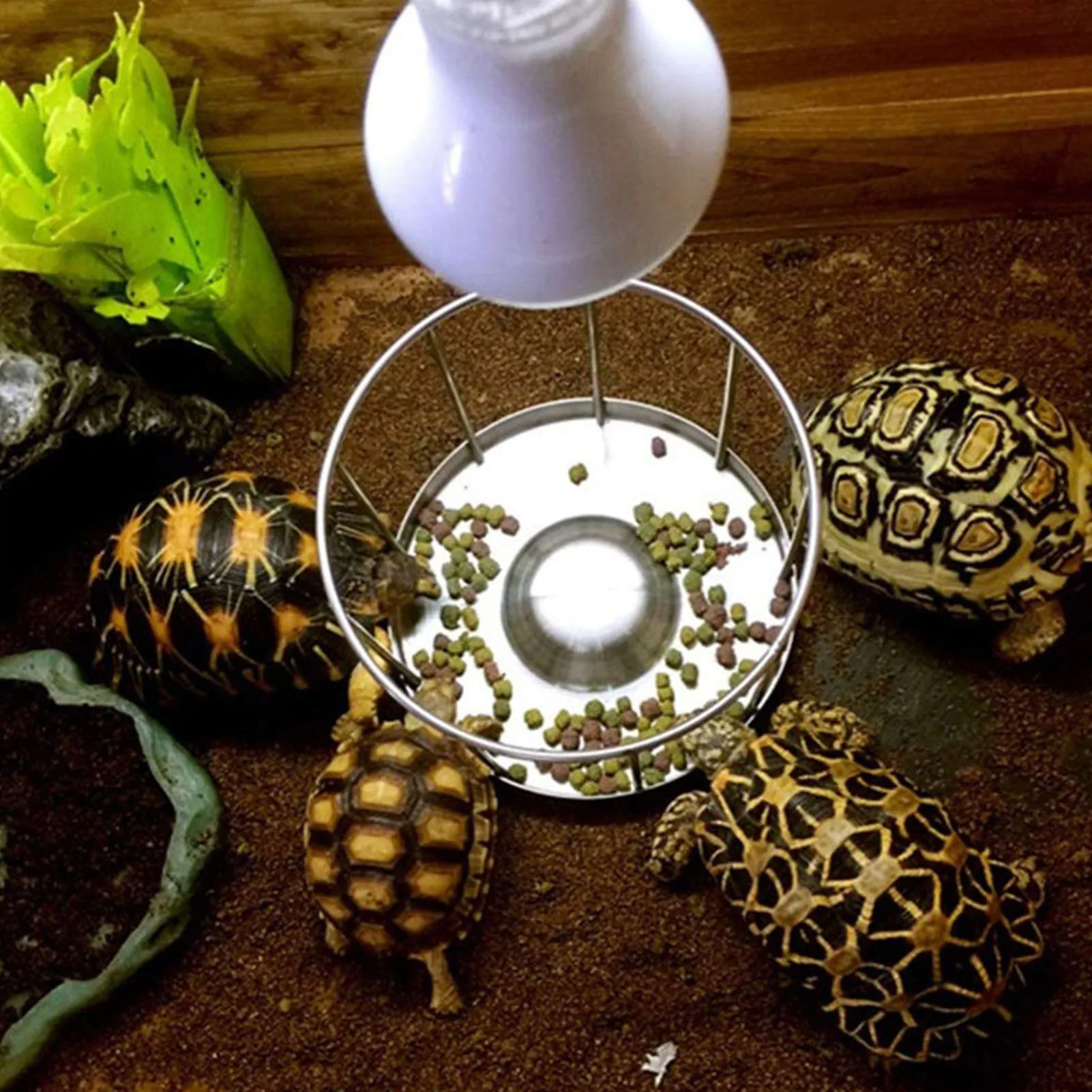 Stainless Steel Turtle Feeder Durable Turtle Feeder Stainless Steel Round Rail Shape Dish Basin For Lizard Tortoise Chameleon
Stainless Steel Turtle Feeder Durable Turtle Feeder Stainless Steel Round Rail Shape Dish Basin For Lizard Tortoise Chameleon
