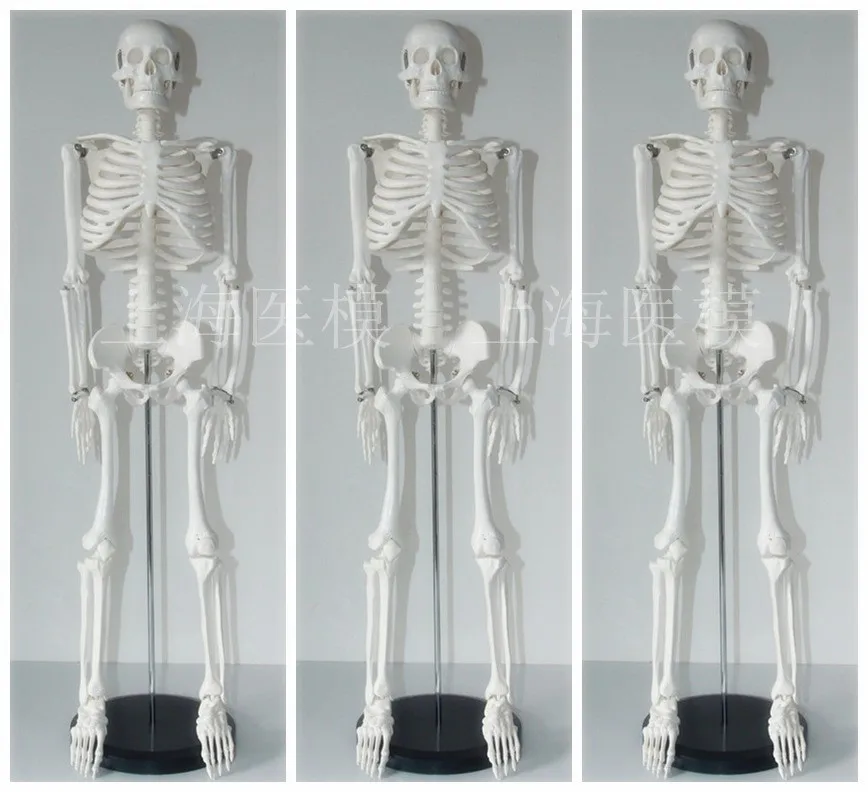 Модель медицинского скелета человека, с позвоночниковым нервом, 85 см
Модель медицинского скелета человека, с позвоночниковым нервом, 85 см