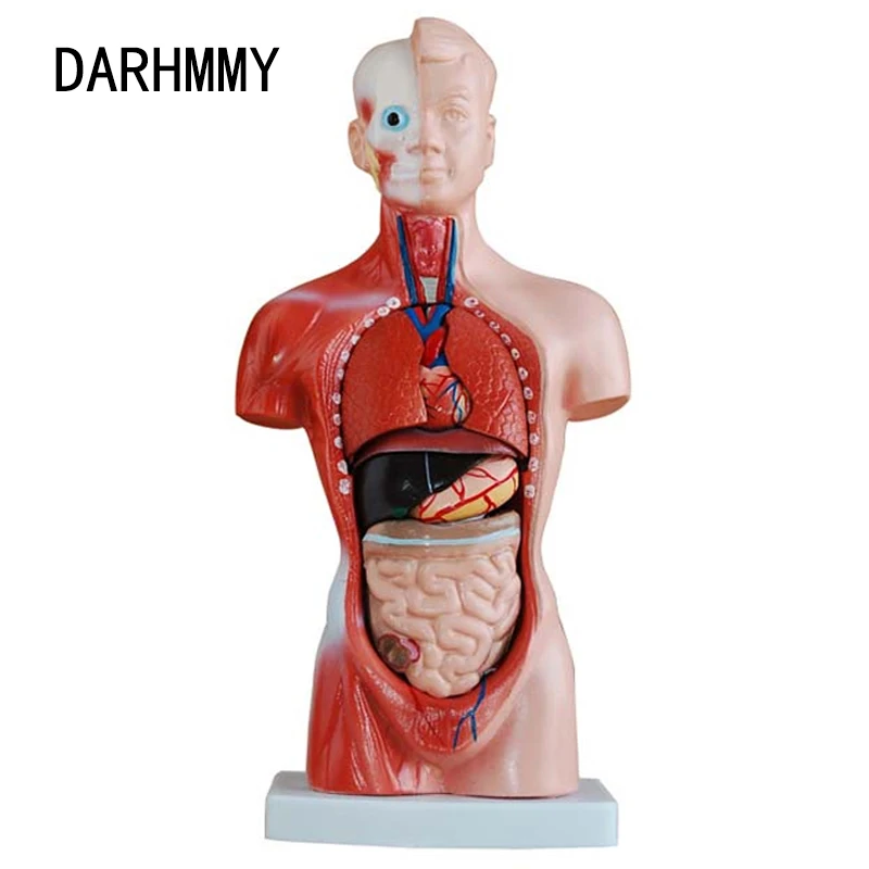 

DARHMMY Human Torso Body Model 26CM Torso 15 Parts Anatomy Anatomical Medical Model Internal Organs For Teaching