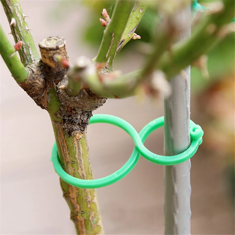 20/50/100 Pcs Garden Plant Holder Trellis Clips For Vine Vegetable New Tomato Growing Upright Garden Plant Stand Tool
20/50/100 Pcs Garden Plant Holder Trellis Clips For Vine Vegetable New Tomato Growing Upright Garden Plant Stand Tool