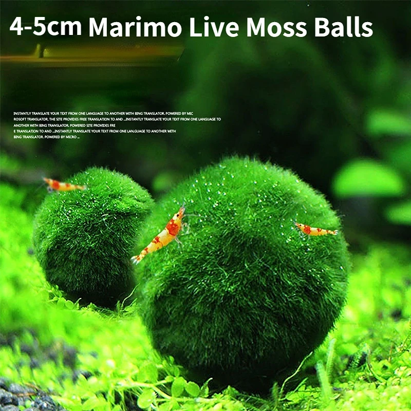 Живые мох Marimo шары аквариумные растения водоросли Рыба Креветки аквариумное украшение зеленая аквариумная декоративная трава 3-4 см
Живые мох Marimo шары аквариумные растения водоросли Рыба Креветки аквариумное украшение зеленая аквариумная декоративная трава 3-4 см