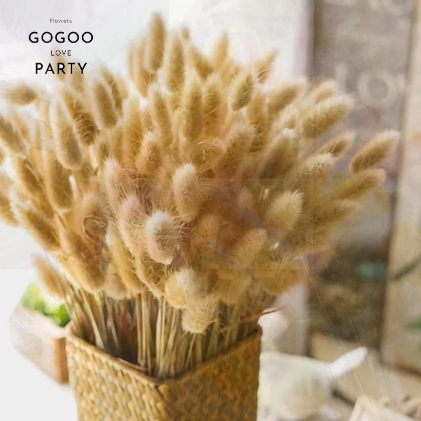 30pcs 100pcs Fluffy Bunny Tails Dried Flowers Arrangement Natural Rabbit Tail Grass for Vase Boho Floral for Wedding Home Decor
30pcs 100pcs Fluffy Bunny Tails Dried Flowers Arrangement Natural Rabbit Tail Grass for Vase Boho Floral for Wedding Home Decor