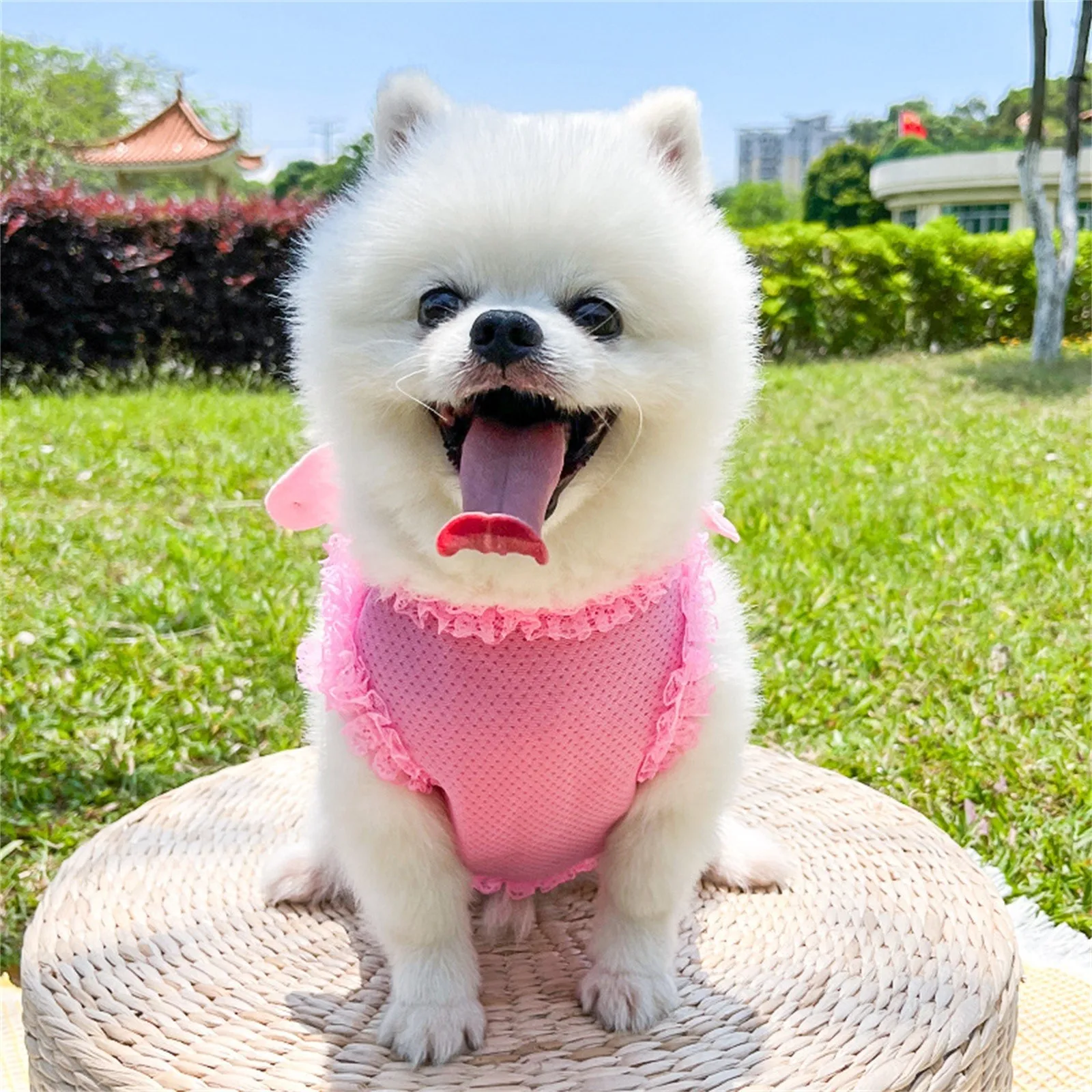 New Pet Dog Harness Leash Set Reflective Adjustable Puppy harness Outdoors Walking Running Vest Harness For Small Meduim Dogs
New Pet Dog Harness Leash Set Reflective Adjustable Puppy harness Outdoors Walking Running Vest Harness For Small Meduim Dogs