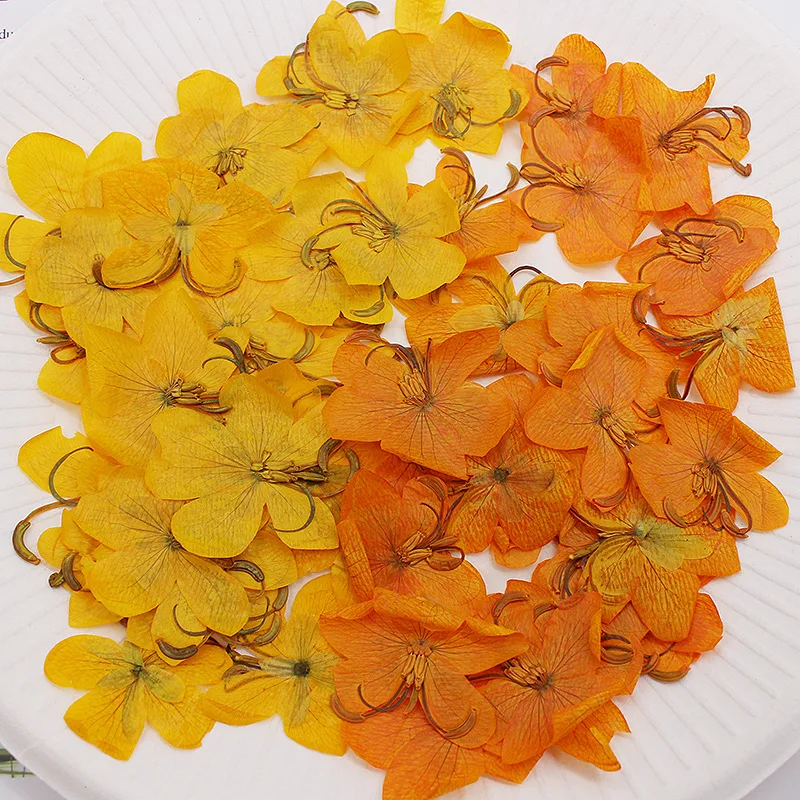 

500pcs/bag Senna Tora Flower Pressed Dried Flowers Natural Dried Flower Resin Jewelry Bookmarks Soap Candle Making Home Decor