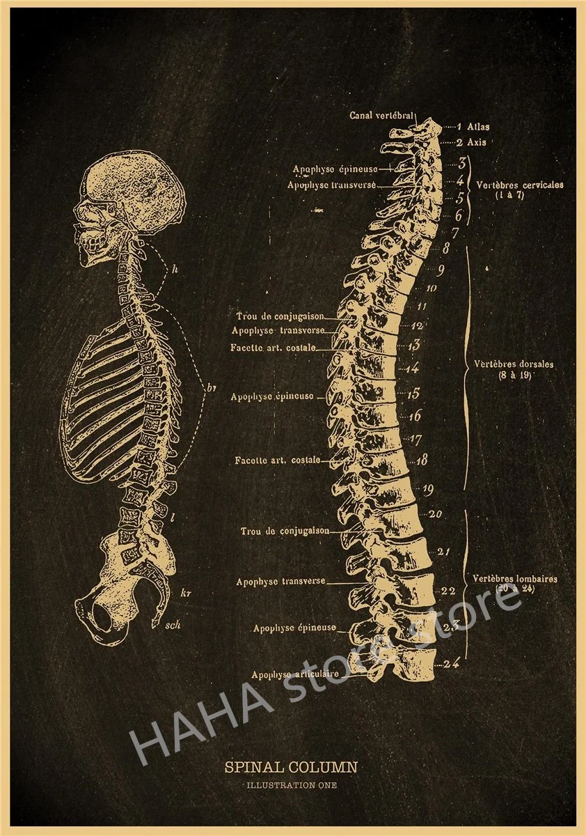 Плакаты ZOUMAN Анатомический скелет А4/А3
Плакаты ZOUMAN Анатомический скелет А4/А3