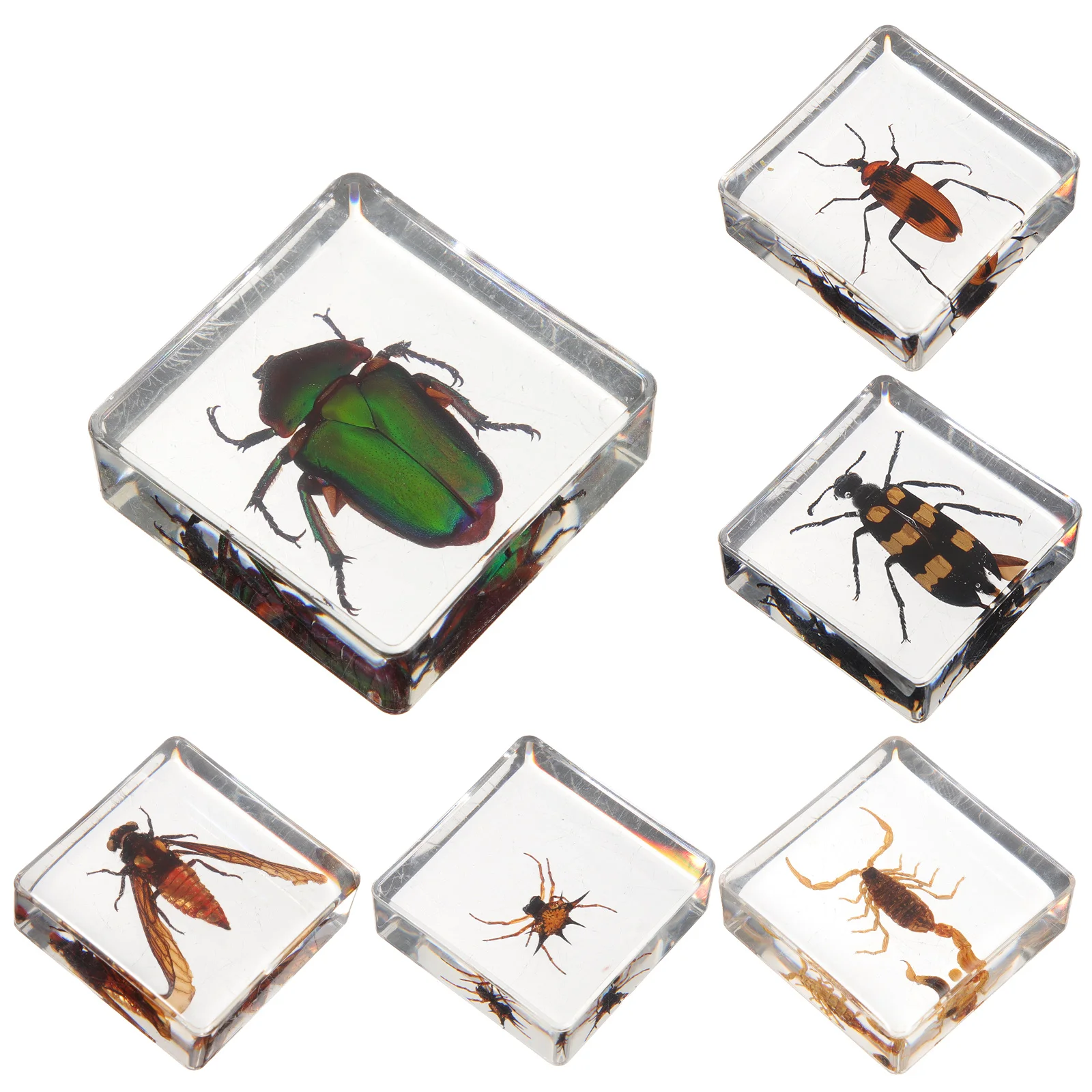 6 Pcs Home Decoration Insect Specimen Exquisite Resin Book Town Insects Desktop Decors Table Student
6 Pcs Home Decoration Insect Specimen Exquisite Resin Book Town Insects Desktop Decors Table Student