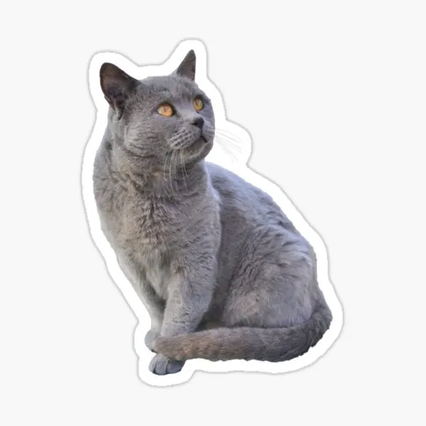 Chartreux Cat Car Auto Sticker Sticker Colorful V5 
Chartreux Cat Car Auto Sticker Sticker Colorful V5