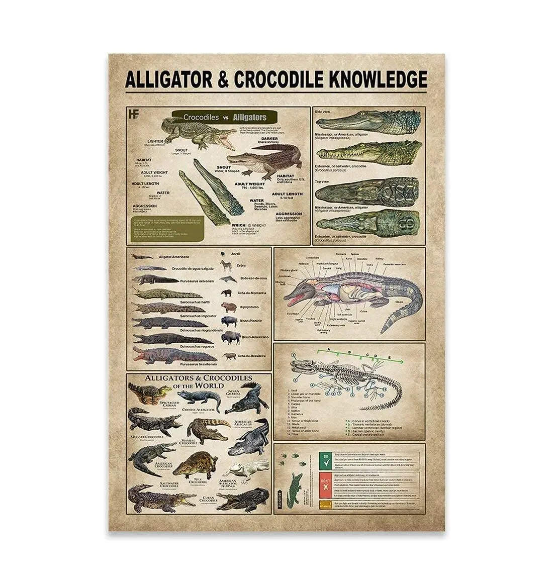 Alligator & Crocodile Knowledge Posters Metal Signs Alligator & Crocodile Knowledge Posters Metal Signs Vintage Plaque F
Alligator & Crocodile Knowledge Posters Metal Signs Alligator & Crocodile Knowledge Posters Metal Signs Vintage Plaque F