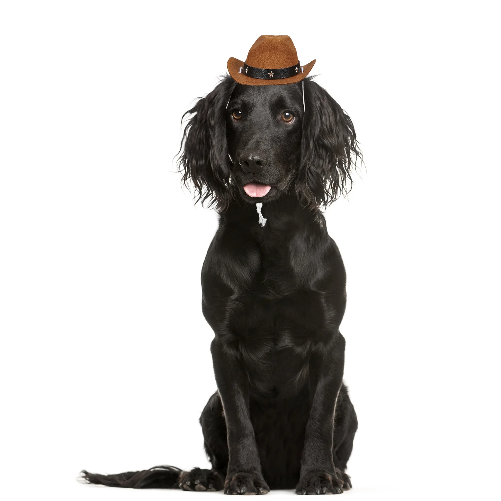 1 Pc Pet Party Hat Pet Pa Hat Puppy Hats for Small Dogs Dog Hats Dog Hats for Small Dogs Hats for Cat
1 Pc Pet Party Hat Pet Pa Hat Puppy Hats for Small Dogs Dog Hats Dog Hats for Small Dogs Hats for Cat