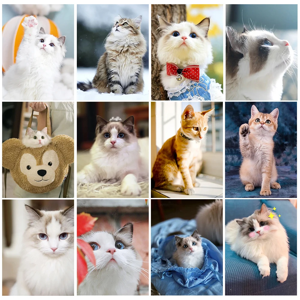 5D Pet DIY Diamond Canvas Puppet Cat Tabby Cat Full Circle Square Diamond Cross Stitch Mosaic Kit Exquisite Home Decoration
5D Pet DIY Diamond Canvas Puppet Cat Tabby Cat Full Circle Square Diamond Cross Stitch Mosaic Kit Exquisite Home Decoration