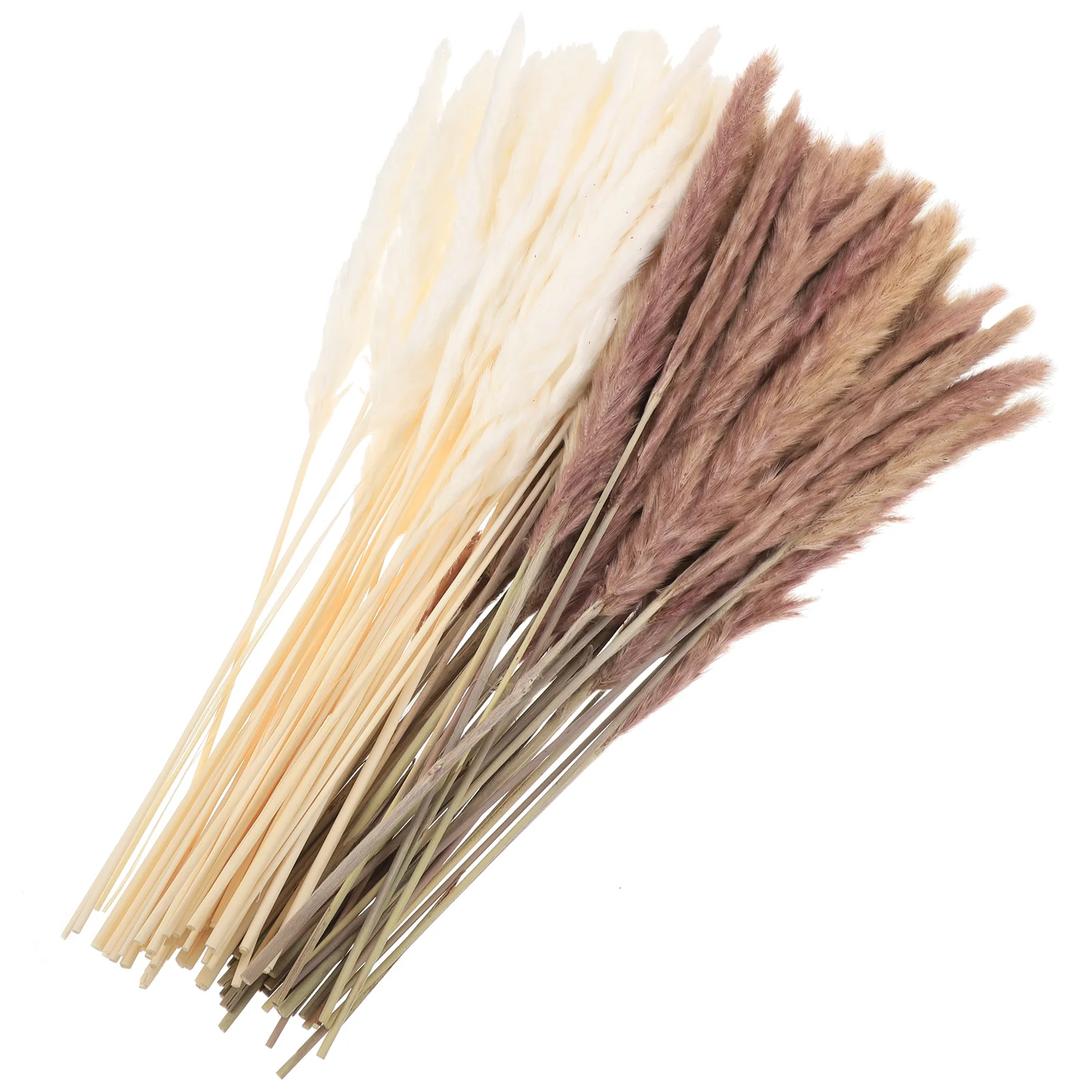 Reed Dried Material Decor Vasegrass Preserved Prop Filling Wedding Pampaslayout Props Diy Terrarium Supplies Eternal
Reed Dried Material Decor Vasegrass Preserved Prop Filling Wedding Pampaslayout Props Diy Terrarium Supplies Eternal