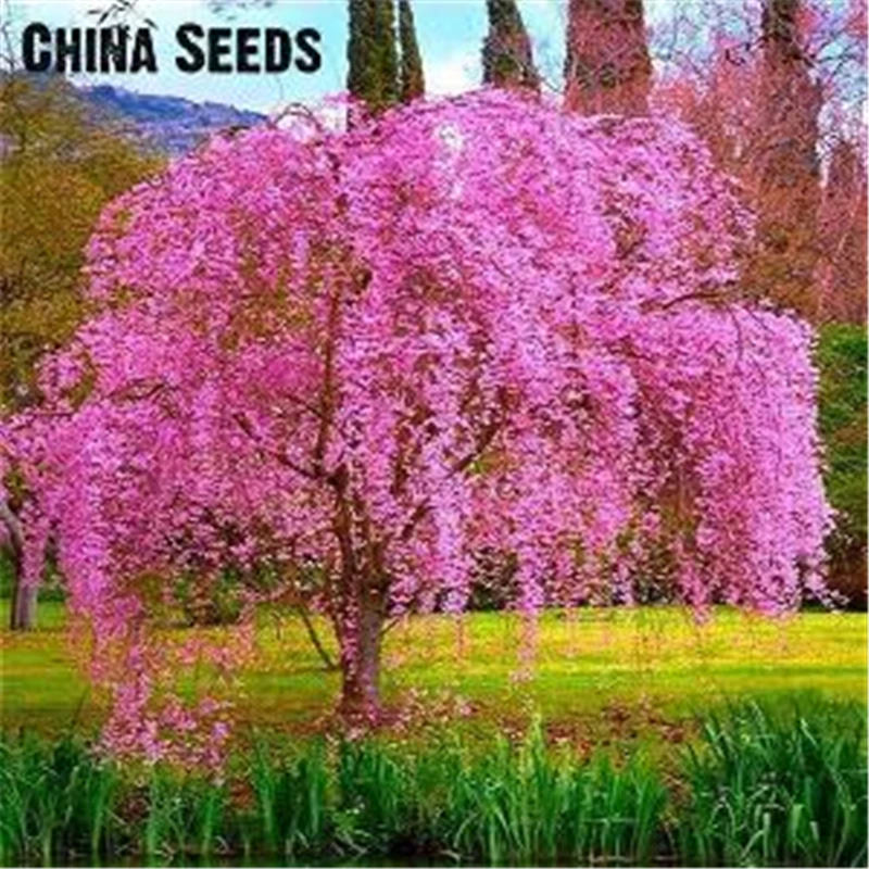 10Pcs Weeping Sakura Tree Seeds Incense Garden Bonsai Nature Plants Perennial Sakura Flowers Fragrant Incense D896L
10Pcs Weeping Sakura Tree Seeds Incense Garden Bonsai Nature Plants Perennial Sakura Flowers Fragrant Incense D896L