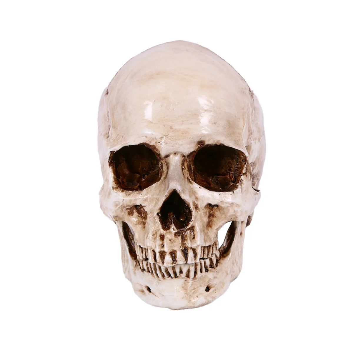 Skull Decor Prop Skeleton Head 1:1 Model Halloween Style Haunted House Party Home Decoration Festival Supplies
Skull Decor Prop Skeleton Head 1:1 Model Halloween Style Haunted House Party Home Decoration Festival Supplies