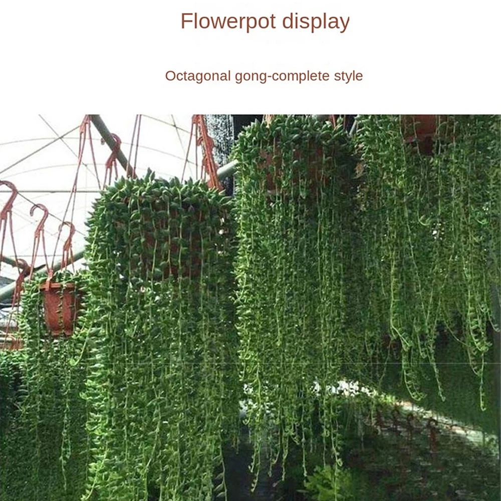 Plastic Planter Octagonal Hanging Basket Flowerpot Garden Plant Flowerpot Indoor Outdoor Plant Utensil Hanging Flowerpot Hook 
Plastic Planter Octagonal Hanging Basket Flowerpot Garden Plant Flowerpot Indoor Outdoor Plant Utensil Hanging Flowerpot Hook