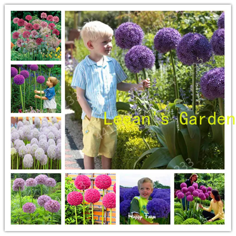 

Распродажа! 200 шт./пакет фиолетовый гигантский Allium, красивый цветочный сад, процент прорастания 98%, редкий цветок для детей, семена растений