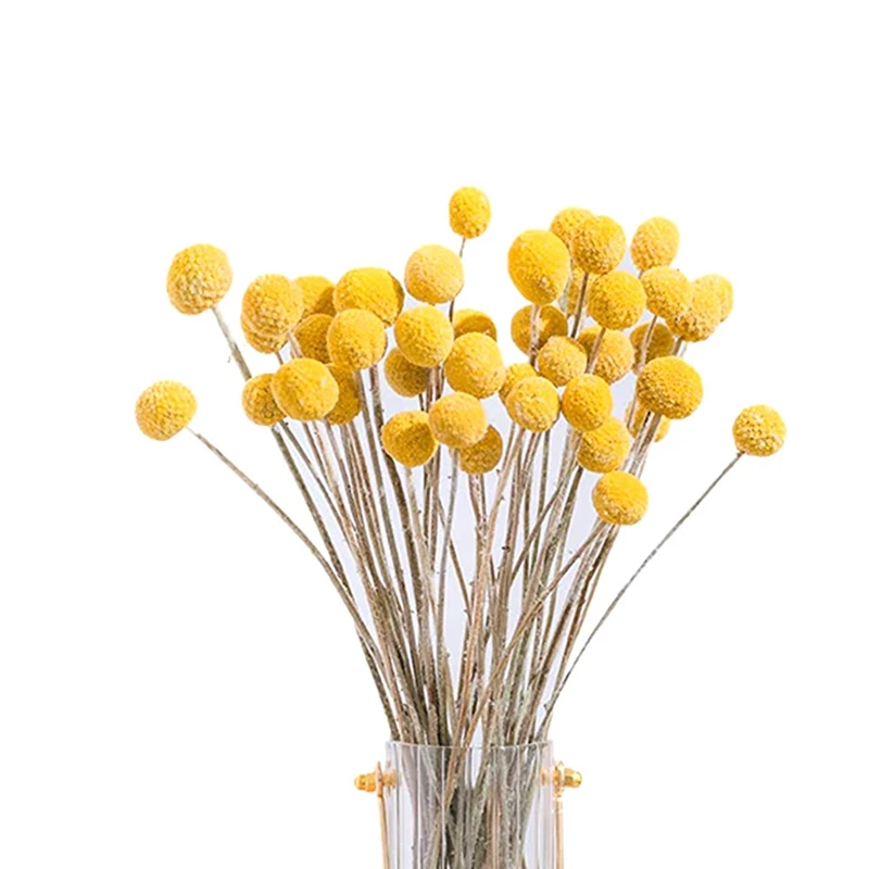 40Pcs Dried Craspedia Flowers Dried Billy Button Balls Flowers,Dried Flower Bouquet For Arrangements Wedding Home Decor
40Pcs Dried Craspedia Flowers Dried Billy Button Balls Flowers,Dried Flower Bouquet For Arrangements Wedding Home Decor