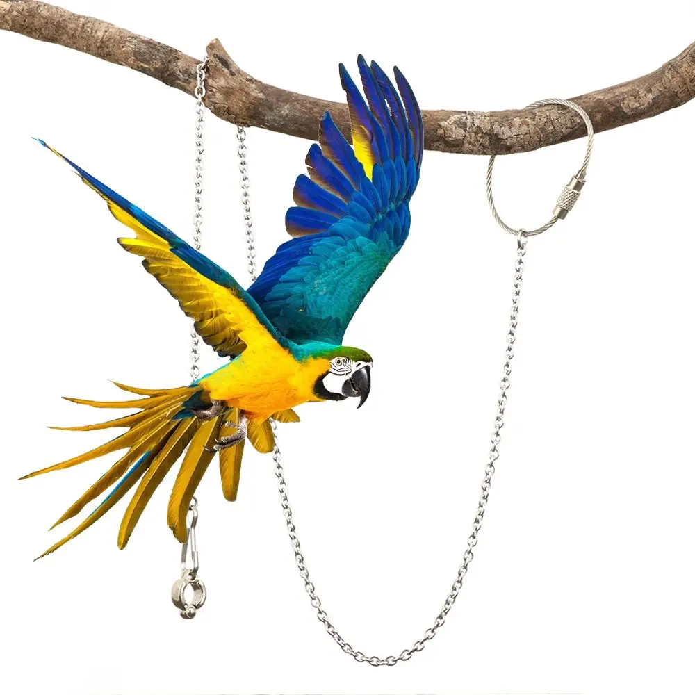 4 Size Outdoor Flying Training Stainless Steel Stand Chain Ankle Foot Ring Bird's Foot Ring Anklet Parrot Foot Chain
4 Size Outdoor Flying Training Stainless Steel Stand Chain Ankle Foot Ring Bird's Foot Ring Anklet Parrot Foot Chain
