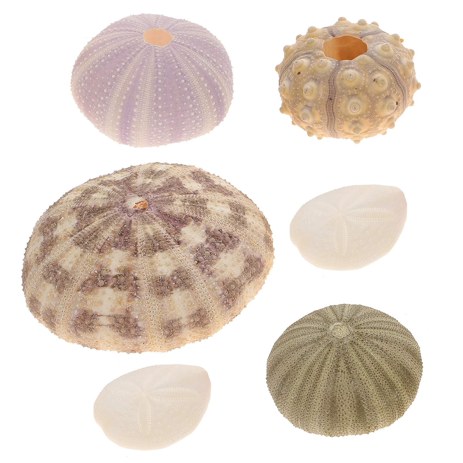 Sea Urchin Shell Shellsair Planter Holder Pot Aquarium Tankdecor Seashells Tillandsia Hanger Minihanging Decoration Decorative
Sea Urchin Shell Shellsair Planter Holder Pot Aquarium Tankdecor Seashells Tillandsia Hanger Minihanging Decoration Decorative