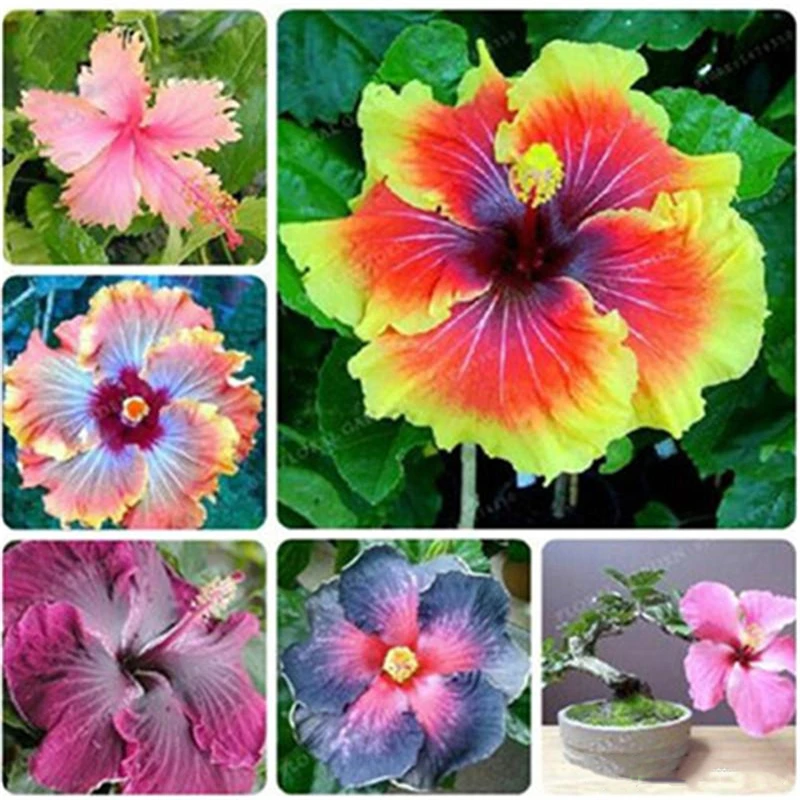 100Pcs Colourful Giant Hibiscus Seeds Wood Bathroom Cabinet Hibiscus Rosa-sinensis Flower Home Furniture U2N-F
100Pcs Colourful Giant Hibiscus Seeds Wood Bathroom Cabinet Hibiscus Rosa-sinensis Flower Home Furniture U2N-F
