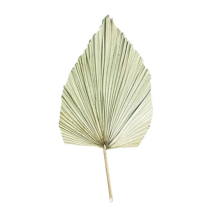 Natural Dried Cattail Leaf Fan Palm Leaf Fan Window Display Art Wall Hanging Decor Wedding Arch Arrangement Palm Spear Fan
Natural Dried Cattail Leaf Fan Palm Leaf Fan Window Display Art Wall Hanging Decor Wedding Arch Arrangement Palm Spear Fan