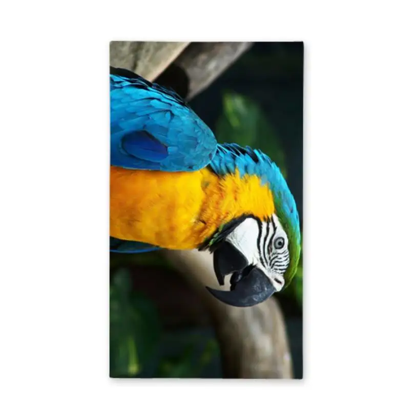 Parrot Bath Towels Bathroom Parrot Face Towels for Adult Hair Towel Kids Beach Towel Microfiber Shower Quick Dry Swimming Cover
Parrot Bath Towels Bathroom Parrot Face Towels for Adult Hair Towel Kids Beach Towel Microfiber Shower Quick Dry Swimming Cover