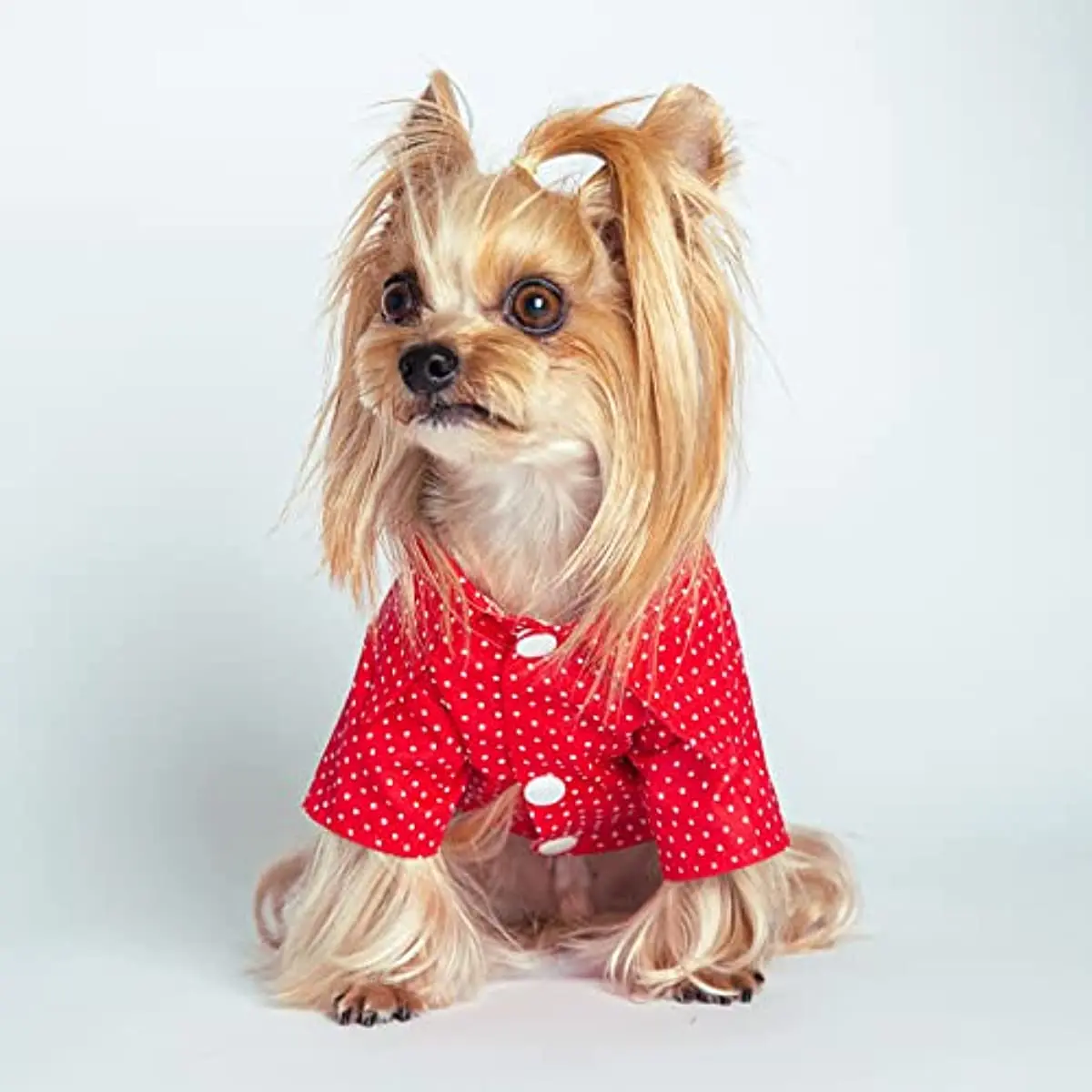 Dog Shirts Polka Dot Soft Cotton Casual Pet Clothes Christmas Snaps Puppy T-Shirts Breathable Doggie Cat Wedding Outfits
Dog Shirts Polka Dot Soft Cotton Casual Pet Clothes Christmas Snaps Puppy T-Shirts Breathable Doggie Cat Wedding Outfits
