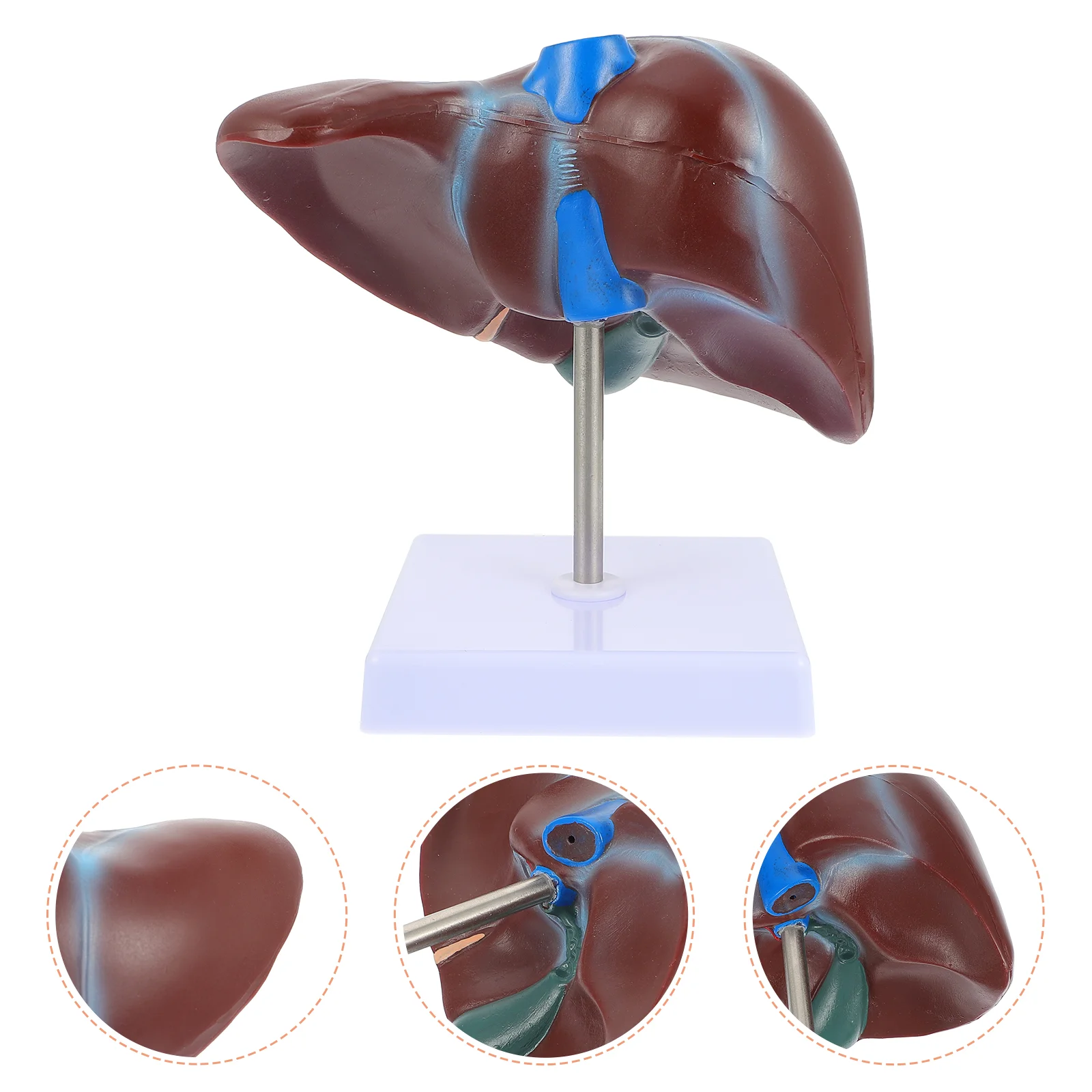Liver Anatomical Model Mannequins Medical Real Person School Display Human Normal Pvc Teaching
Liver Anatomical Model Mannequins Medical Real Person School Display Human Normal Pvc Teaching