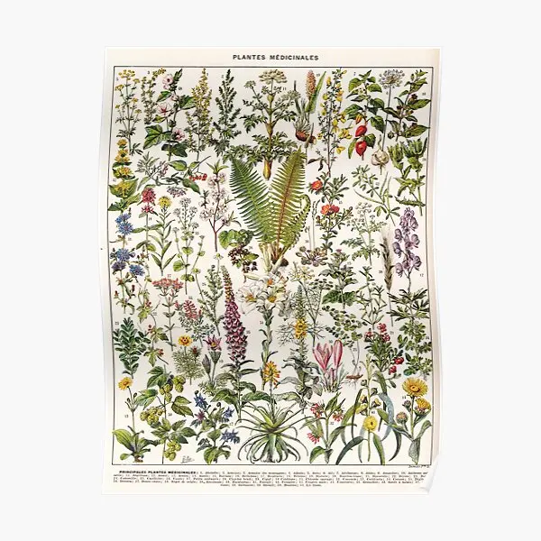 Adolphe Millot Plantes Medicinales B Poster Modern Decor Funny Room Painting Vintage Home Wall Picture Art Mural No Frame
Adolphe Millot Plantes Medicinales B Poster Modern Decor Funny Room Painting Vintage Home Wall Picture Art Mural No Frame