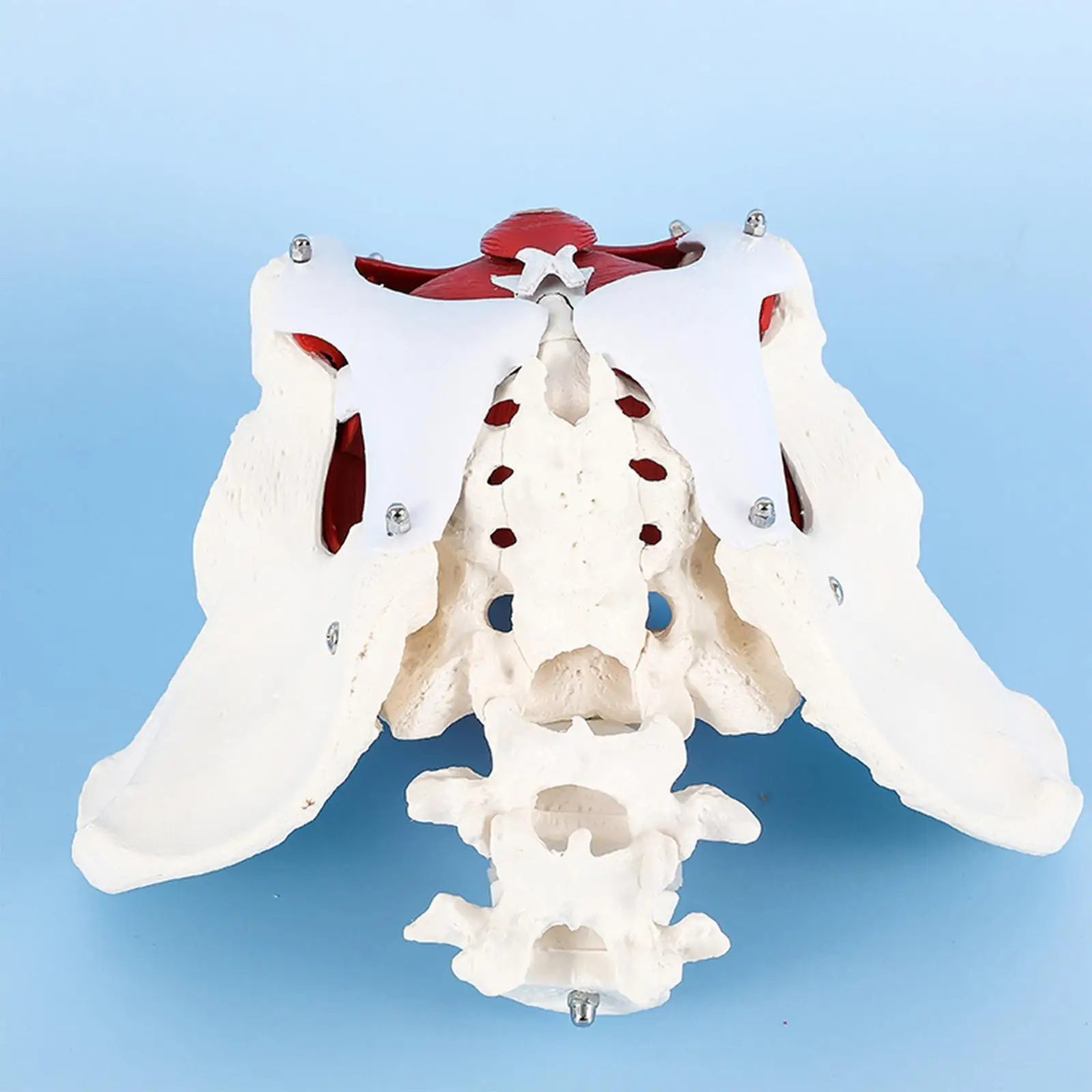 Female Pelvic Skeleton Model PVC Removable Pelvic Skeleton Model for Kids Learning Educational Tool
Female Pelvic Skeleton Model PVC Removable Pelvic Skeleton Model for Kids Learning Educational Tool