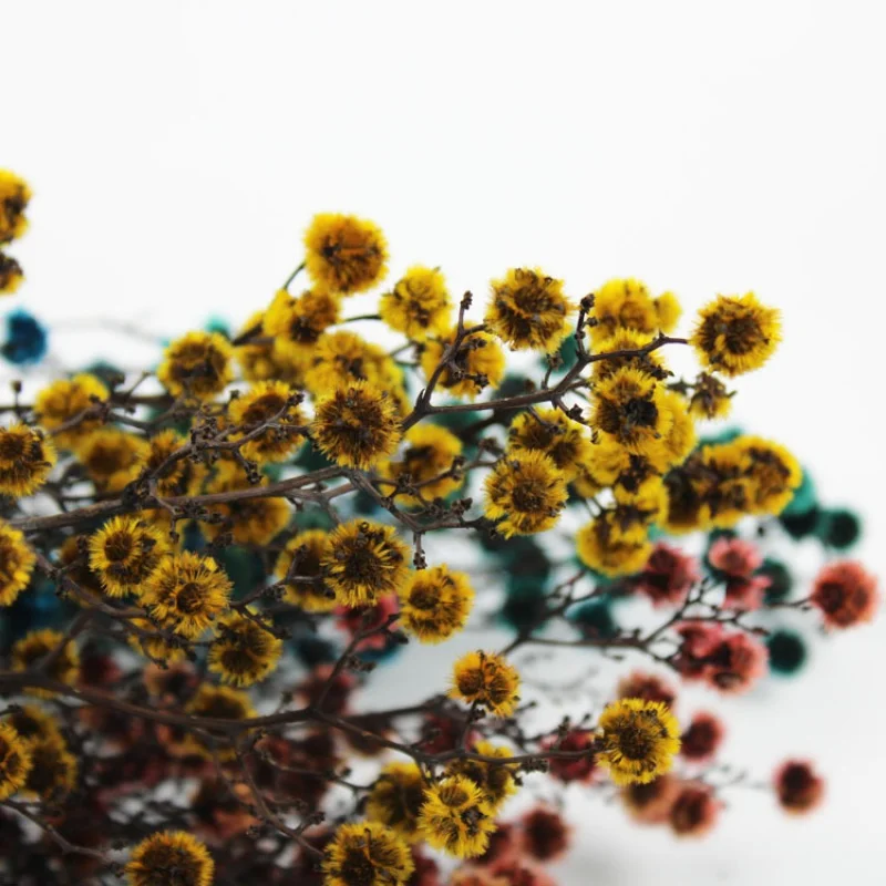 Home Wedding Decoration Preserved Plant Flowers Amber Crystals Eternal Tiger Eye Flower Stirlingia For Bouquet Arrangements
Home Wedding Decoration Preserved Plant Flowers Amber Crystals Eternal Tiger Eye Flower Stirlingia For Bouquet Arrangements