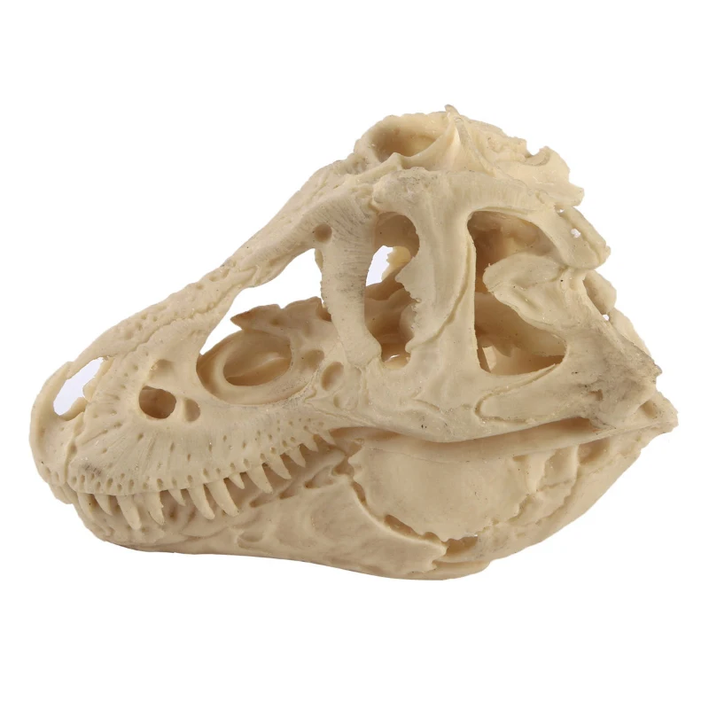 Research on dinosaur skull model handicraft Tyrannosaurus rex skull animal skeleton reference animal skull
Research on dinosaur skull model handicraft Tyrannosaurus rex skull animal skeleton reference animal skull