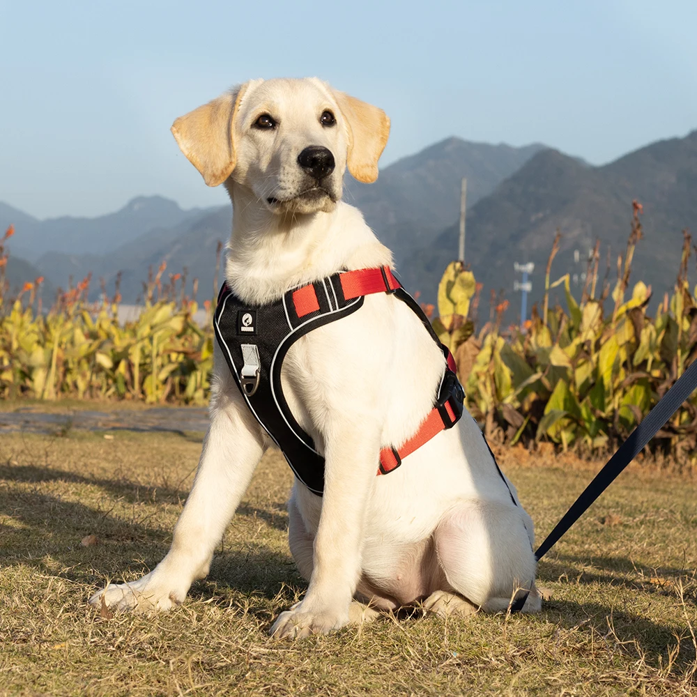 Dog Harness Reflective Nylon Dog Harness No Pull Adjustable Medium Large Naughty Dog Vest Safety Vehicular Lead Walking Running
Dog Harness Reflective Nylon Dog Harness No Pull Adjustable Medium Large Naughty Dog Vest Safety Vehicular Lead Walking Running