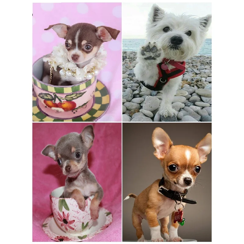 Rhinestone Pictures Dog Diamond Art Painting Animal Jewel Cross Stitch Handmade 5D Diy Paint Full Drills
Rhinestone Pictures Dog Diamond Art Painting Animal Jewel Cross Stitch Handmade 5D Diy Paint Full Drills