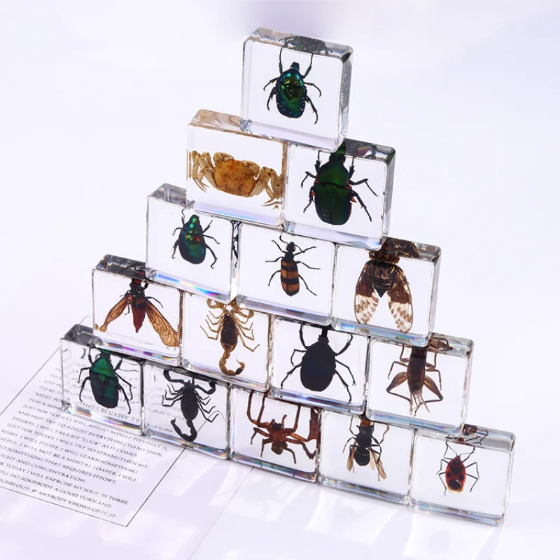 Insect Resin Specimen Spider Varied Crab Scorpion Scarab Collection Science Children Surprise Gift Amber Home Small Decoration
Insect Resin Specimen Spider Varied Crab Scorpion Scarab Collection Science Children Surprise Gift Amber Home Small Decoration