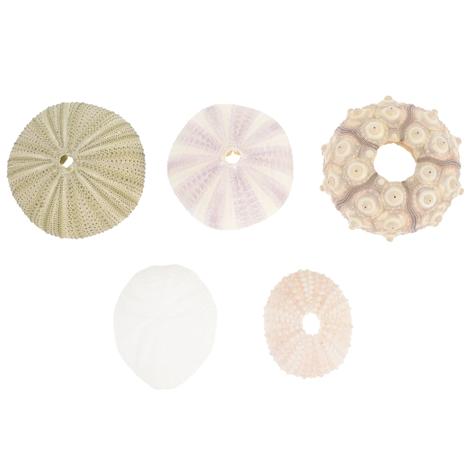 Sea Airurchin Holder Shell Planter Pot Tillandsia Seashell Succulent Nautical Decor Natural Flower Vasebeach Urchins Decors
Sea Airurchin Holder Shell Planter Pot Tillandsia Seashell Succulent Nautical Decor Natural Flower Vasebeach Urchins Decors