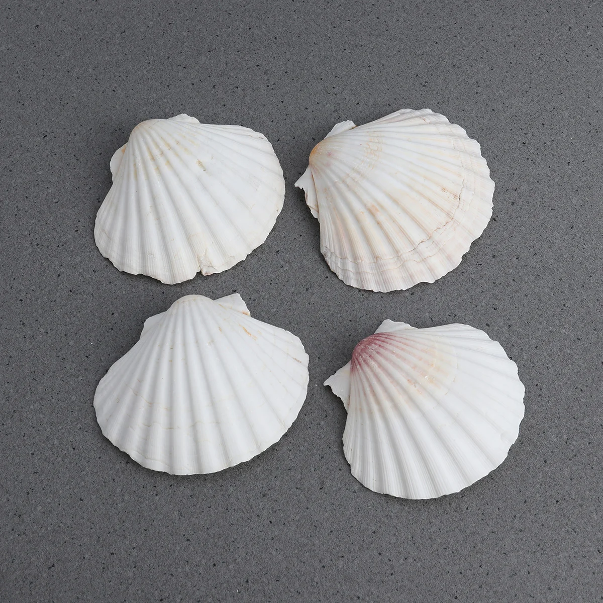 4pcs 9-14cm Mediterranean Style DIY Beach SeaShells Natural Shells Crafts Aquarium Tank Decor
4pcs 9-14cm Mediterranean Style DIY Beach SeaShells Natural Shells Crafts Aquarium Tank Decor