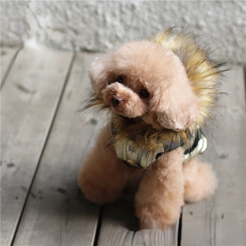 Back To The Basics shiny Fur collar poodle pet clothes teddy schnauzer puppy clothes clothes for small dog dog winter clothes
Back To The Basics shiny Fur collar poodle pet clothes teddy schnauzer puppy clothes clothes for small dog dog winter clothes