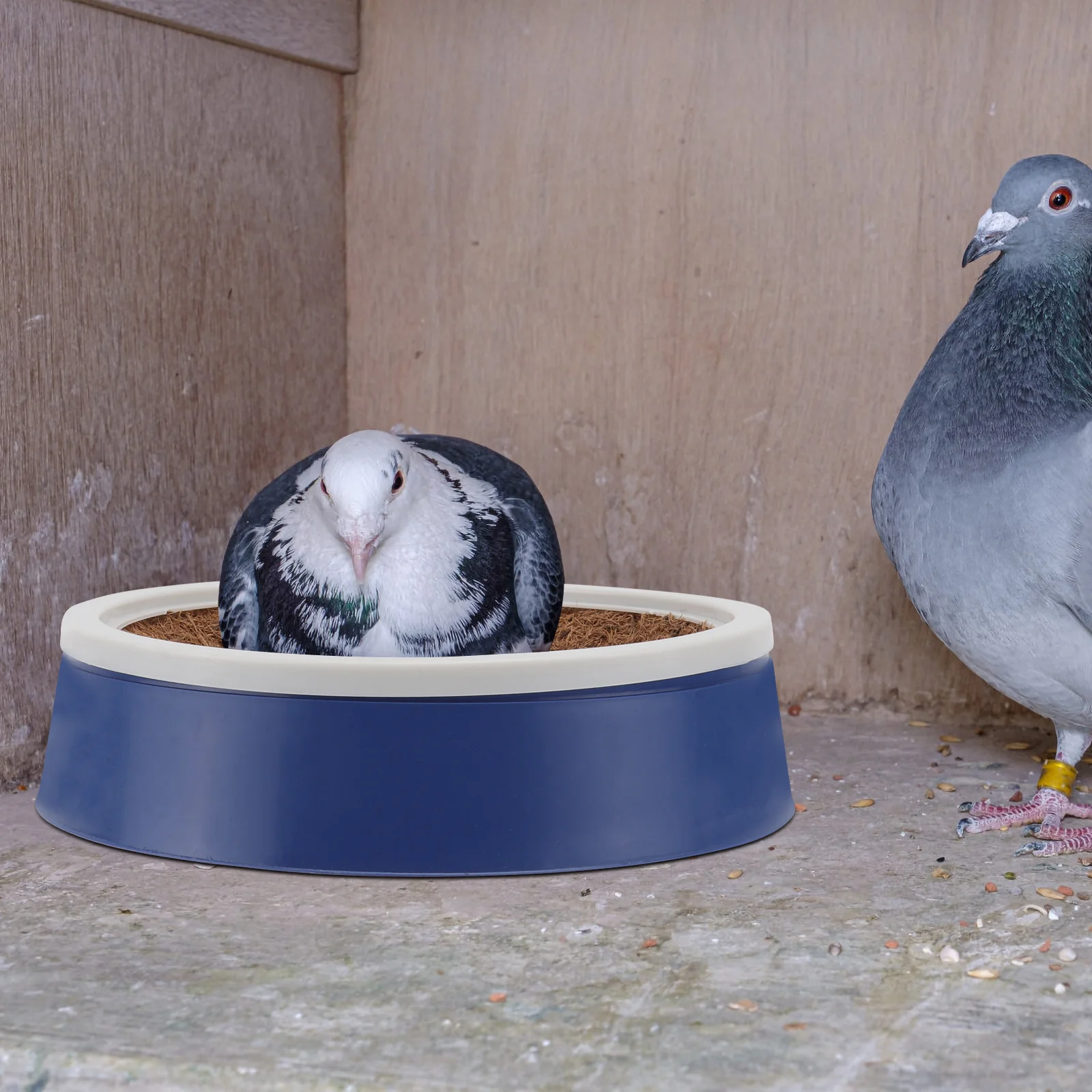 Bird Pigeon Breeding Hatchingbox Bowl Nesting Eggs Mat Egg Bowls Parrot Basin Tool Birdsnests House Sparrow Quail Pad Parakeet
Bird Pigeon Breeding Hatchingbox Bowl Nesting Eggs Mat Egg Bowls Parrot Basin Tool Birdsnests House Sparrow Quail Pad Parakeet