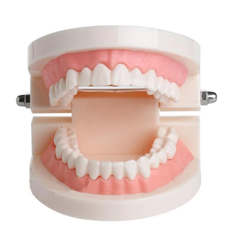 1Pc White Adult Teeth Model Standard Teaching Study Typodont Demonstration Tool For Oral Education
1Pc White Adult Teeth Model Standard Teaching Study Typodont Demonstration Tool For Oral Education