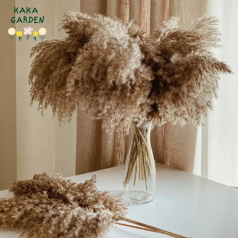 Pampas Grass Boho Dried Flowers Bouquet Wedding Decoration Natural Dry Plant Water Pampas Home Decor Living Room Party Material
Pampas Grass Boho Dried Flowers Bouquet Wedding Decoration Natural Dry Plant Water Pampas Home Decor Living Room Party Material