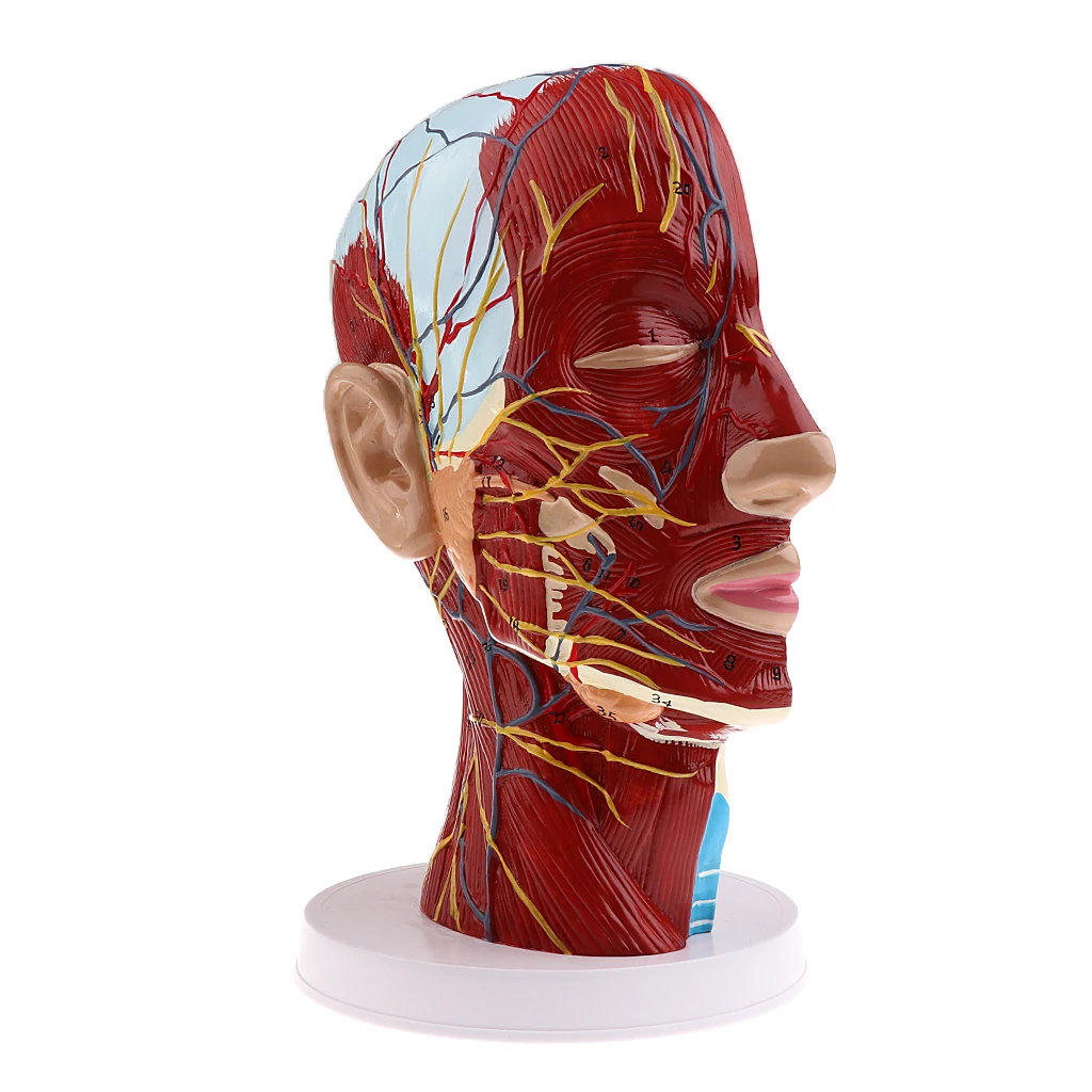 Human Head Model Features Half Head, Muscular, Veins, Arteries, Exposed Sinuses, Brain, and Spinal
Human Head Model Features Half Head, Muscular, Veins, Arteries, Exposed Sinuses, Brain, and Spinal