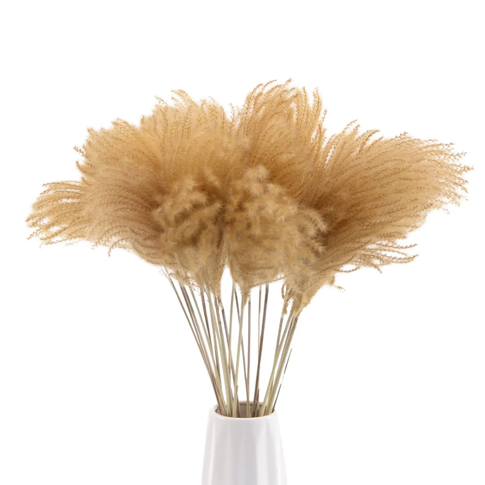 20pcs Dried Pampas Grass Tall Dried Pompous Grass Branches Bulrush Reed Plants Dried Flowers Arrangements For Wedding Kitchen 
20pcs Dried Pampas Grass Tall Dried Pompous Grass Branches Bulrush Reed Plants Dried Flowers Arrangements For Wedding Kitchen