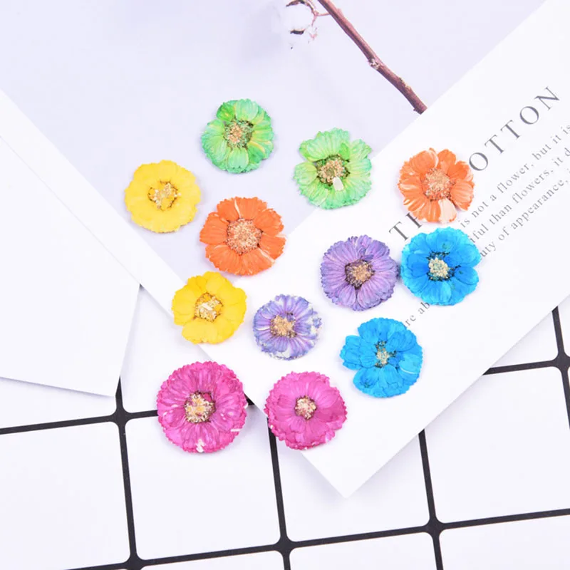 12pcs/bag Beautiful Chrysanthemum dried flower phone case diy pressed flower material
12pcs/bag Beautiful Chrysanthemum dried flower phone case diy pressed flower material