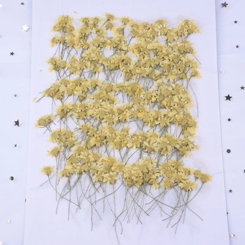500pcs Pressed Dried Flower Natural Golden chrysanthemum Diy Resin Jewerly Photo Frame Soap Handmade Accessories Decor
500pcs Pressed Dried Flower Natural Golden chrysanthemum Diy Resin Jewerly Photo Frame Soap Handmade Accessories Decor