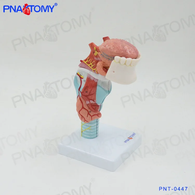 Human Larynx, Teeth, Throat And Head Thyroid Cartilage'S Anatomical Model Of Thyroid Tongue Medical Organ Teaching Aid Otol
Human Larynx, Teeth, Throat And Head Thyroid Cartilage'S Anatomical Model Of Thyroid Tongue Medical Organ Teaching Aid Otol