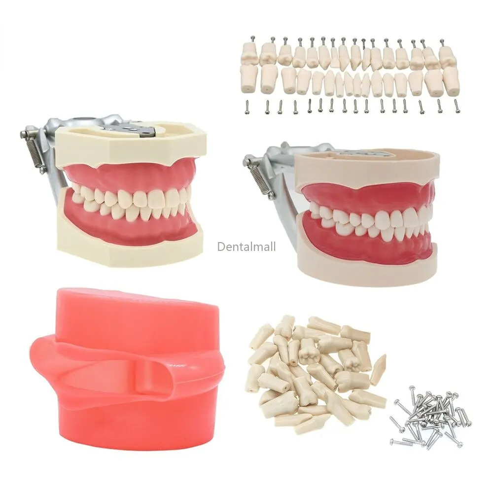 Dental Typodont Teeth Model With Removable Teeth fit Kilgore NISSIN 200/500 Type
Dental Typodont Teeth Model With Removable Teeth fit Kilgore NISSIN 200/500 Type