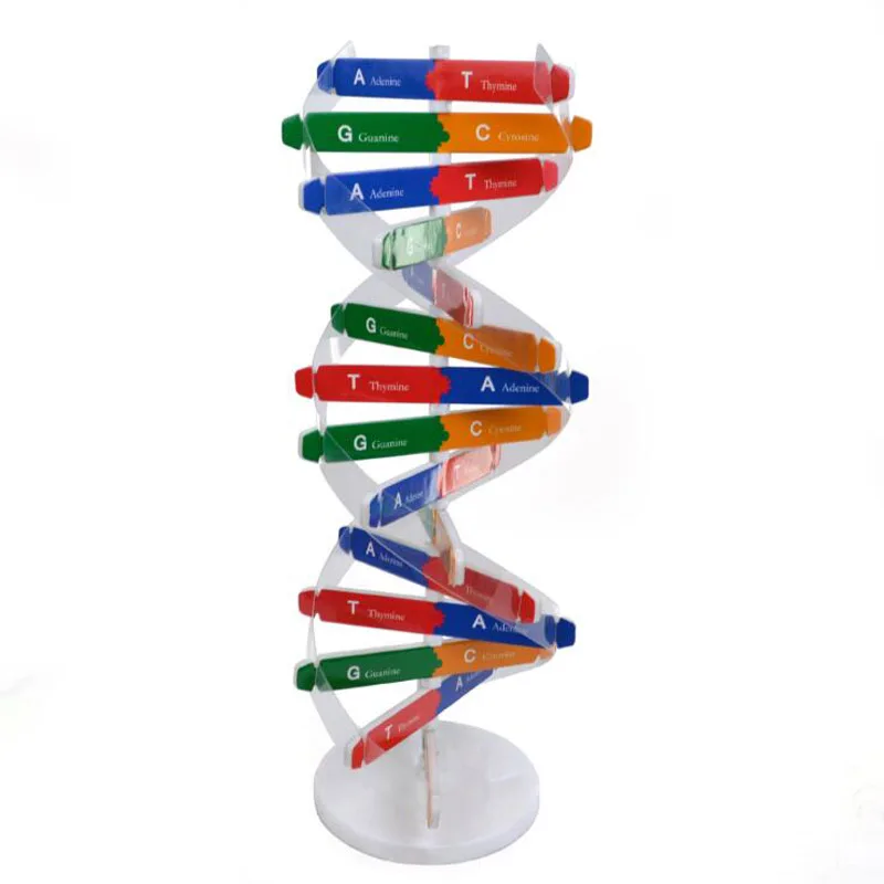 Best Sale DIY Human Genes DNA Models Double Helix Science Popularization Teaching Aids Science Tools Learning Education Toy
Best Sale DIY Human Genes DNA Models Double Helix Science Popularization Teaching Aids Science Tools Learning Education Toy