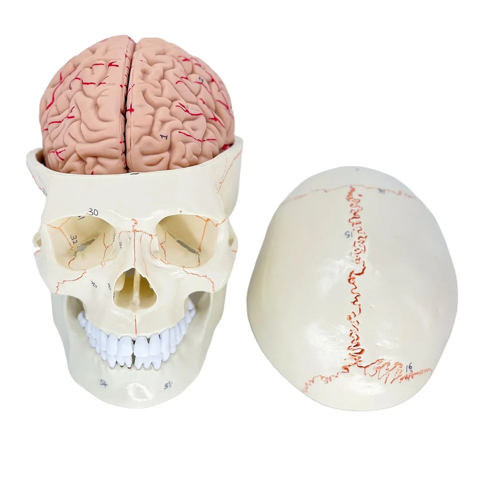 Human Skull Anatomical Model Human Brain Anatomy Model Anatomical Teaching Skeleton Head Model Anatomy Skull Model for Teaching
Human Skull Anatomical Model Human Brain Anatomy Model Anatomical Teaching Skeleton Head Model Anatomy Skull Model for Teaching