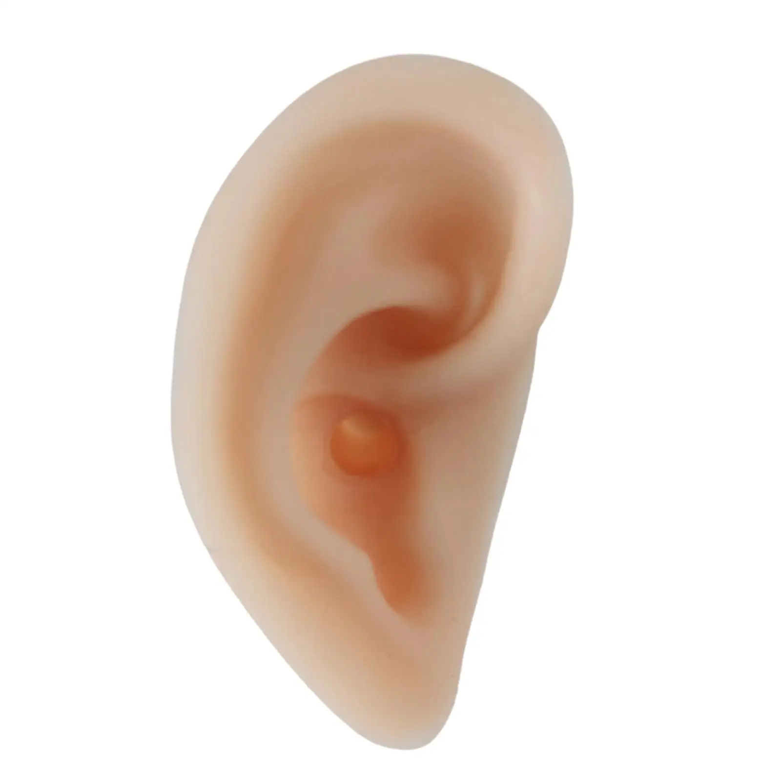 Lifesize Humam Ear Model Display Props Teaching Tools Flexible for Teaching
Lifesize Humam Ear Model Display Props Teaching Tools Flexible for Teaching
