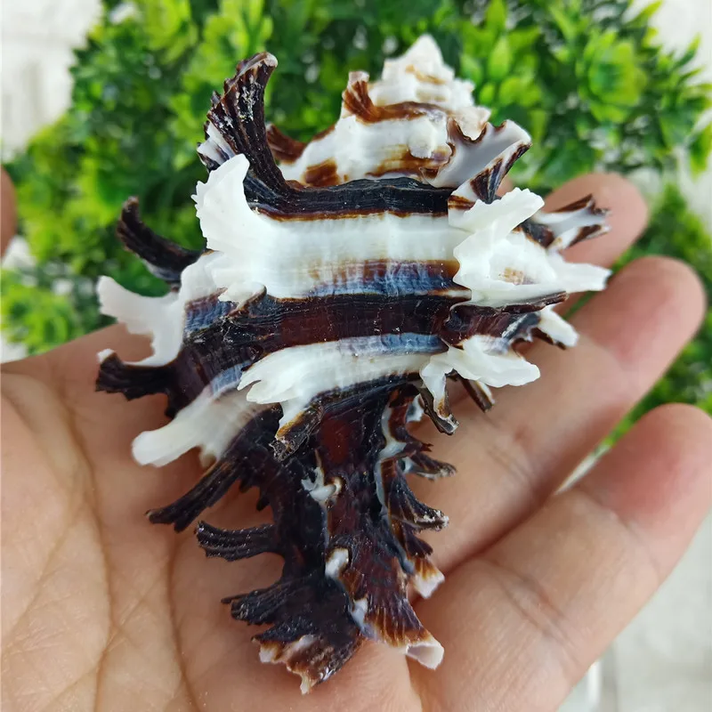 Natural conch shells, conch aquarium landscaping, aquarium decoration, creative collection, decorations, gifts sea shells
Natural conch shells, conch aquarium landscaping, aquarium decoration, creative collection, decorations, gifts sea shells
